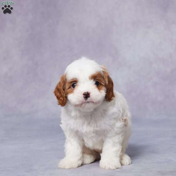 Paris, Cavapoo Puppy